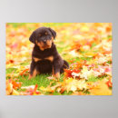 Buscar rottweiler arte Otoño
