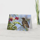 Buscar hummer tarjetas Naturaleza