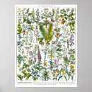 Buscar plantas medicinales posters Vintage