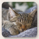 Buscar pelo animal posavasos Gato de pelo corto