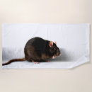 Buscar rat fotografía Roedor