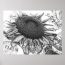 Buscar girasol gigante posters Botánico