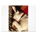 Buscar canino posters Inglés