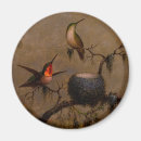 Buscar colibri imanes Pájaro