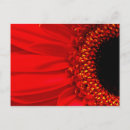 Buscar margarita del gerbera postales Rojo