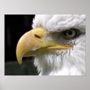 Buscar aves rapaces posters Vida silvestre