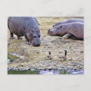 Buscar hippo postales Para todos