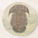 Buscar fósil posavasos Paleontología