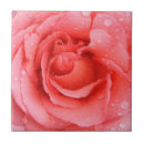 Buscar pétalos rosas azulejos Para ella