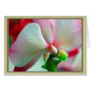 Buscar phalaenopsis postales Flor