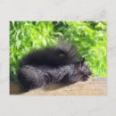 Buscar sol negro postales General y unisex