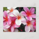 Buscar flores de hawaii postales Invitados