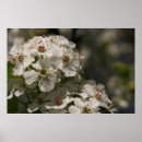 Buscar oído fotografía Flores