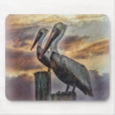 Buscar pelican Playa