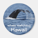 Buscar ballenas imanes Ballena jorobada