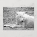 Buscar lobo blanco postales Naturaleza