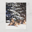 Buscar lobos postales América del norte