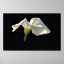 Buscar condolencia posters Blanco