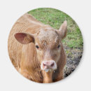 Buscar vacas lindas imanes General y unisex
