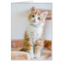 Buscar sentada del bebé fotografía Gatito