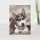 Buscar marioneta tarjetas Cachorro