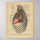 Buscar corazón anatómico posters Anatomía