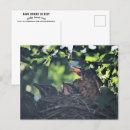 Buscar animales en el salvaje postales Fotografía