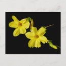 Buscar jazmín postales Amarillo