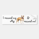 Buscar bull terrier pegatinas parachoque Pitbull