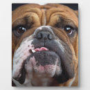 Buscar perro divertido placas fotograbadas Animales