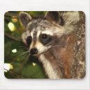 Buscar mapache alfombrillas de raton Fauna