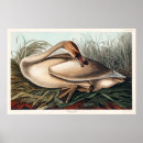 Buscar cisne blanco posters Para ella