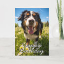 Buscar bernese mountain dog tarjetas Perros