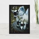 Buscar cabra vieja tarjetas Amigo