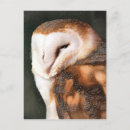 Buscar búhos lindos postales General y unisex