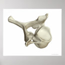 Buscar vértebras posters Médico