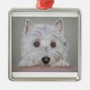 Buscar westie mascotas Montaña