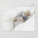 Buscar cisne lindo postales Ave acuática