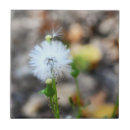 Buscar dandelion azulejos Naturaleza