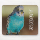 Buscar parakeet electronica Budgerigar