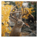 Buscar ciervos azulejos Para todos