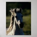 Buscar caballos andaluces posters Raza