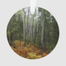 Buscar helecho adornos Paisaje