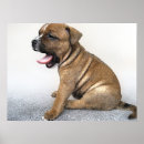 Buscar staffordshire bull terrier arte Toro