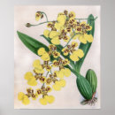 Buscar flor de orquídea posters Para ella