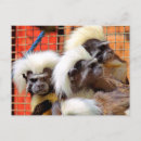 Buscar tamarin postales Monos
