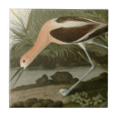 Buscar audubon de juan decoracion Pájaros de américa