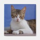 Buscar gato del imanes Foto