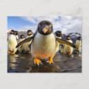 Buscar pingüinos postales General y unisex