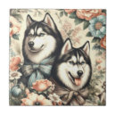 Buscar husky siberiano azulejos Cachorro